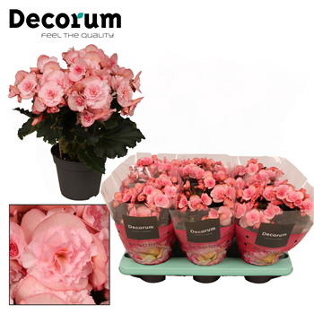 Begonija 'Joy Pink' F00000289