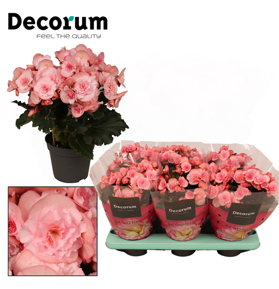 Begonija 'Joy Pink' F00000289