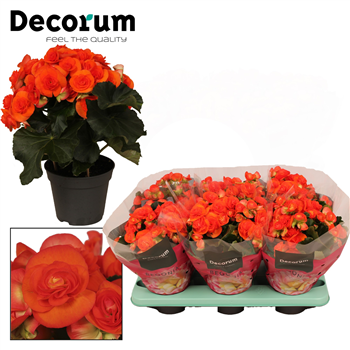 Begonija 'Reina' F00000286