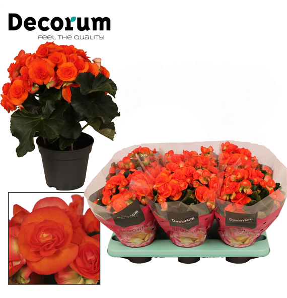 Begonija 'Reina' F00000286