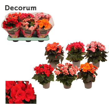 Begonija (Elatior Grp) doubleflowerd mix F00001635