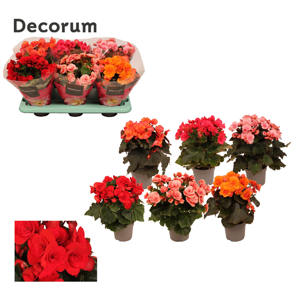 Begonija (Elatior Grp) doubleflowerd mix F00001635