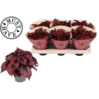 Begonija (Rex Grp) Kohala Red F00001636
