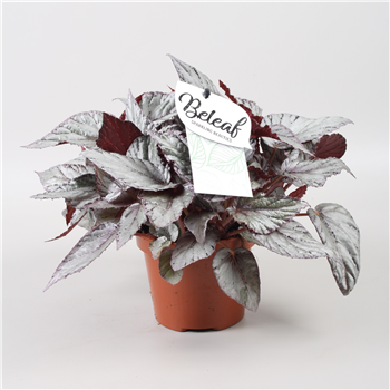 Begonija Beleaf Arctic Breeze F00001083