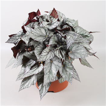 Begonija Beleaf Arctic Breeze F00001150