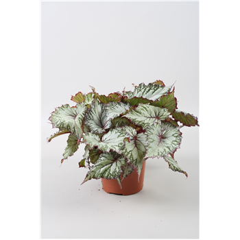 Begonija Beleaf Asian Tundra F00001149