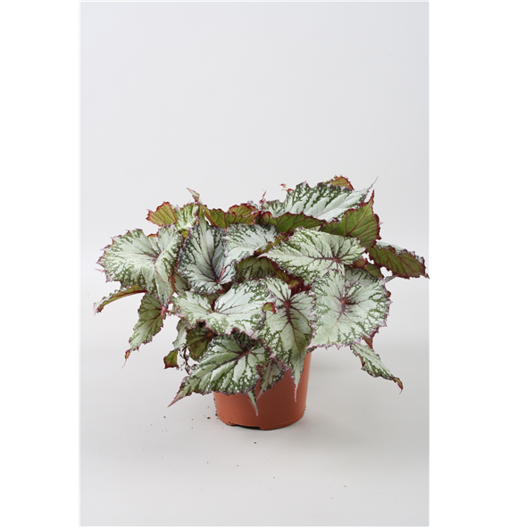 Begonija Beleaf Asian Tundra F00001149