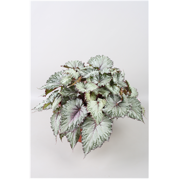 Begonija Beleaf Asian Tundra F00001154