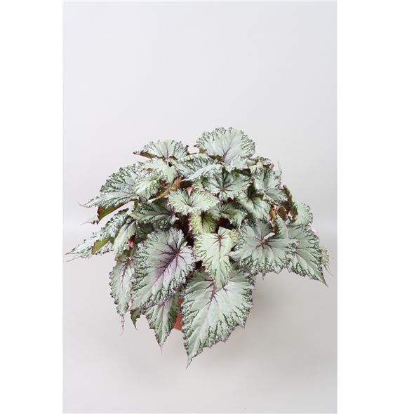 Begonija Beleaf Asian Tundra F00001154