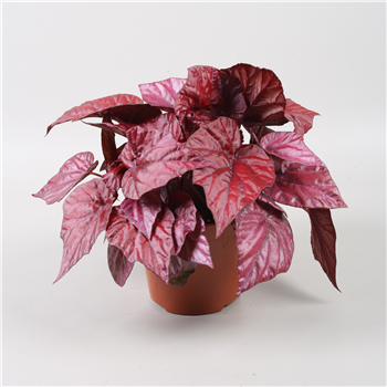 Begonija Beleaf Inca Flame F00001151