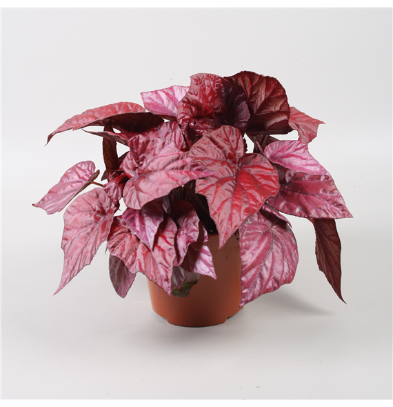 Begonija Beleaf Inca Flame F00001151