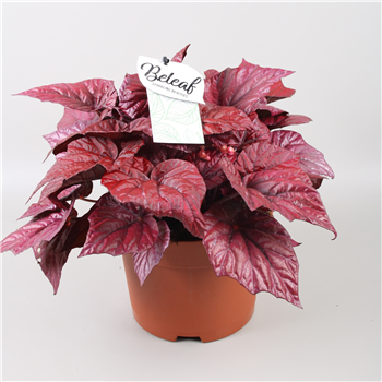 Begonija Beleaf Inca Flame F00001130