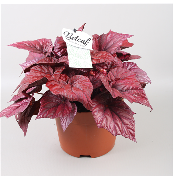 Begonija Beleaf Inca Flame F00001130