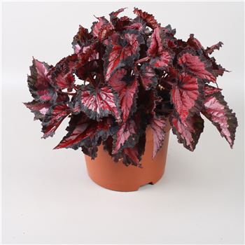 Begonija Beleaf Inca Night F00001131