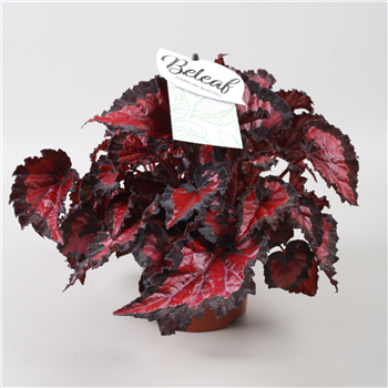 Begonija Beleaf Inca Night F00001127