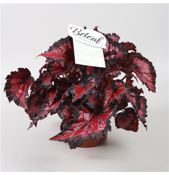 Begonija Beleaf Inca Night F00001127