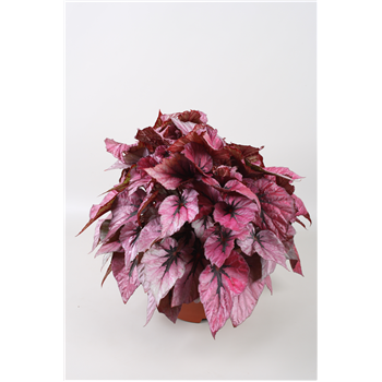 Begonija Beleaf Indian Summer F00001153