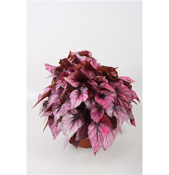 Begonija Beleaf Indian Summer F00001153