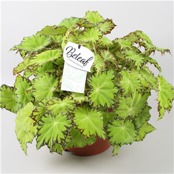 Begonija Beleaf Lima Love F00001129