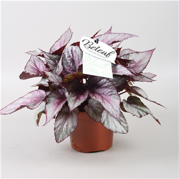 Begonija Beleaf Maori Haze F00001128