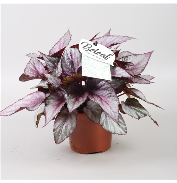 Begonija Beleaf Maori Haze F00001128