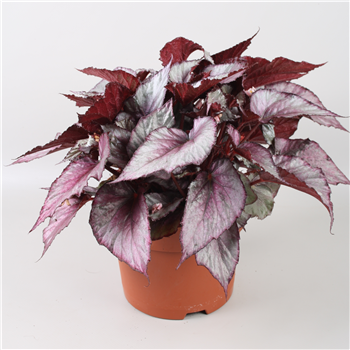 Begonija Beleaf Maori Haze F00001132