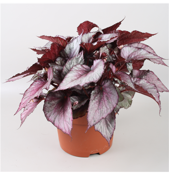 Begonija Beleaf Maori Haze F00001132