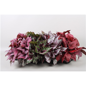Begonija Beleaf mix F00001125