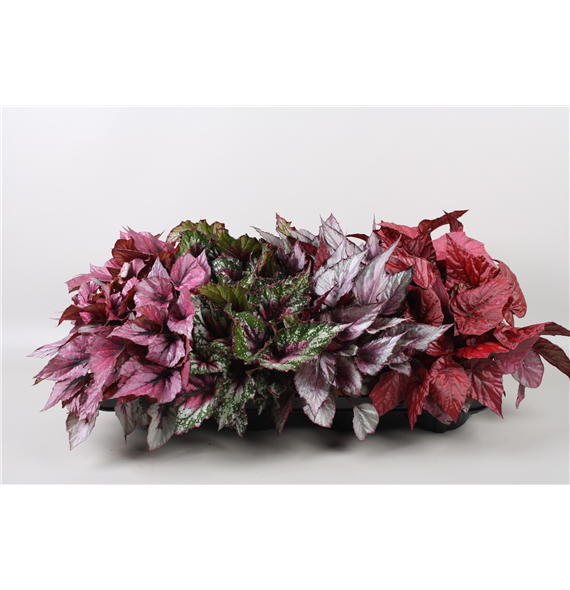 Begonija Beleaf mix F00001125