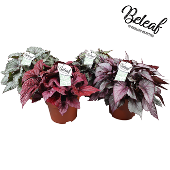 Begonija Beleaf mix F00001084