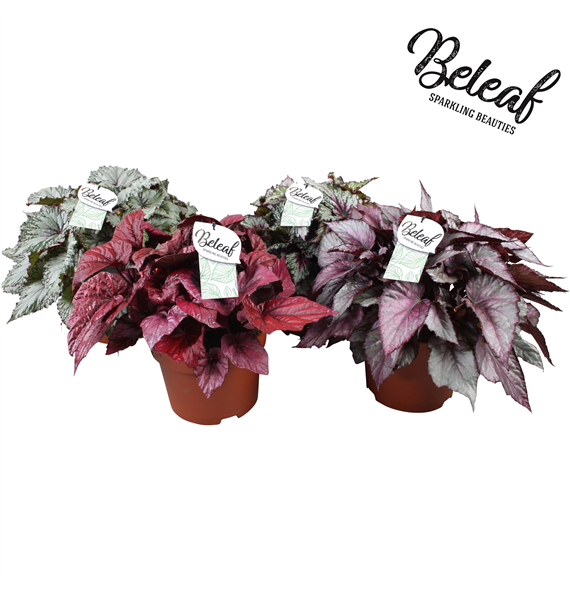 Begonija Beleaf mix F00001084