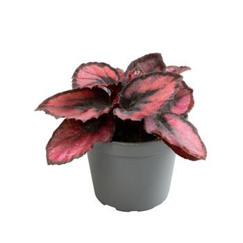 Begonija Rex Red kiss F00000898