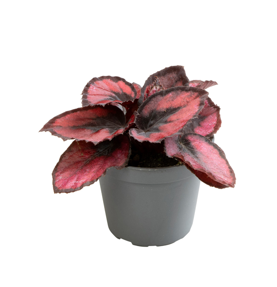 Begonija Rex Red kiss F00000898