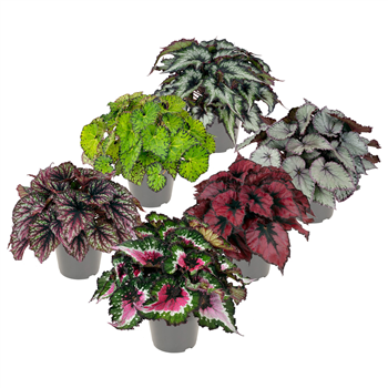 Begonija Rex mix F00000292