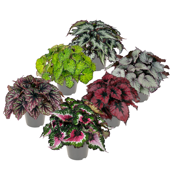 Begonija Rex mix F00000292