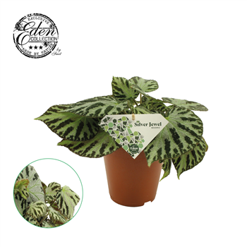 Begonija blad 'Silver Jewell' F00001884