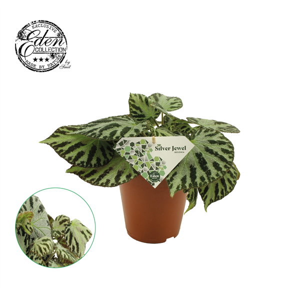 Begonija blad 'Silver Jewell' F00001884