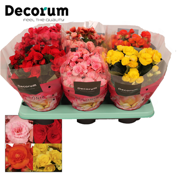 Begonija mix F00000285