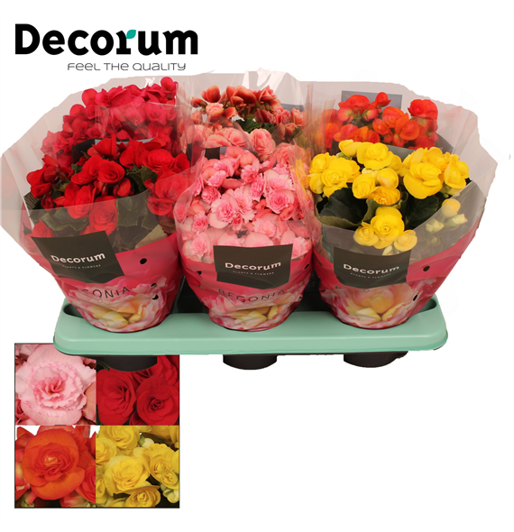Begonija mix F00000285