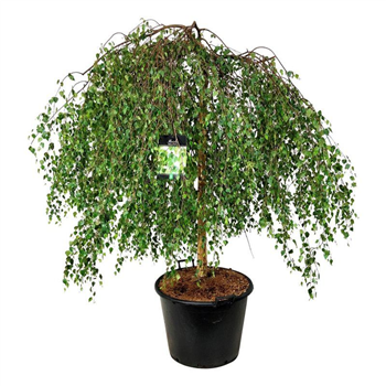 Betula pendula 'Youngii' F00006965