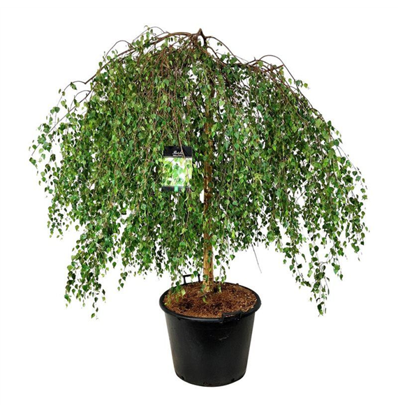 Betula pendula 'Youngii' F00006965