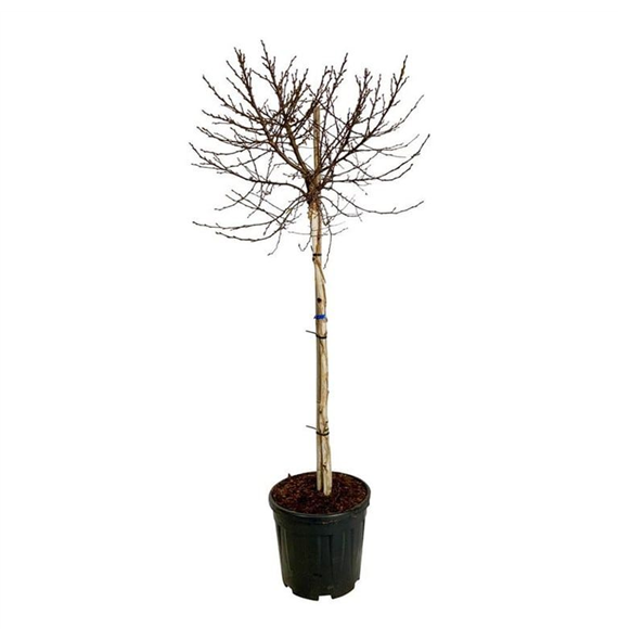 Betula utilis 'Magical Globe' F00007138