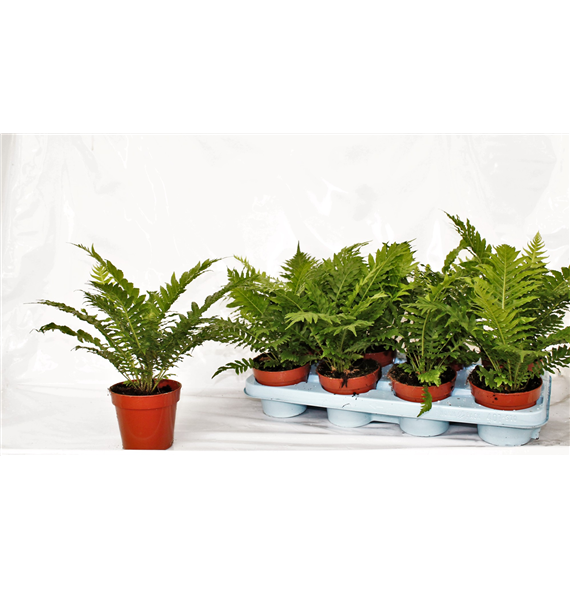 Blechnum gibbum 'Silver Lady' F00003021