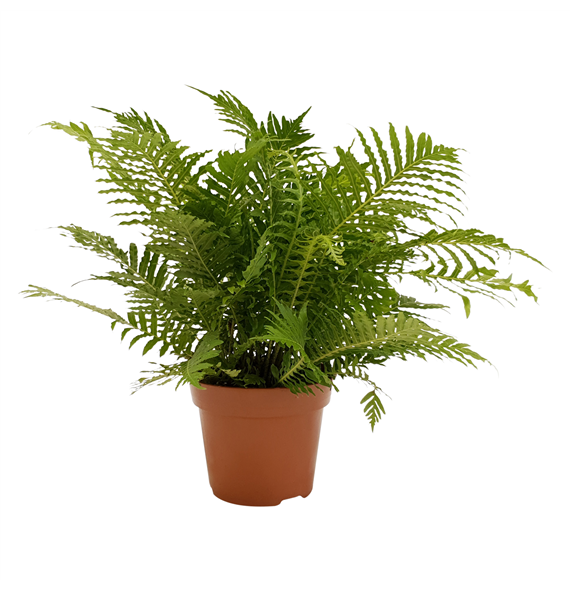 Blechnum gibbum 'Silver Lady' F00001750