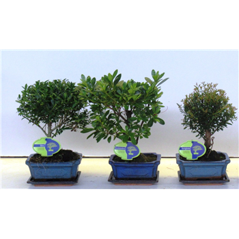 Bonsaj mix outdoor F00002515
