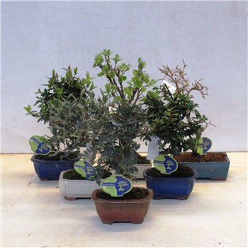Bonsaj mix outdoor mediterranea F00002516