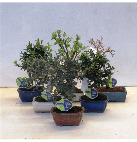 Bonsaj mix outdoor mediterranea F00002516
