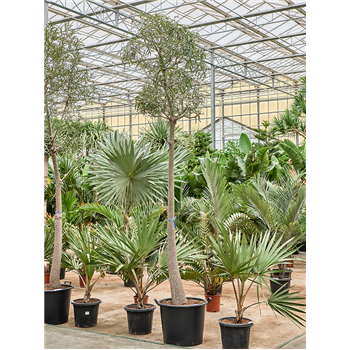 Brachychiton rupestris (350-400) 4BRRUSS55