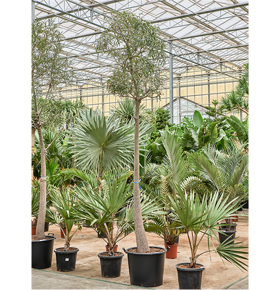 Brachychiton rupestris (350-400) 4BRRUSS55