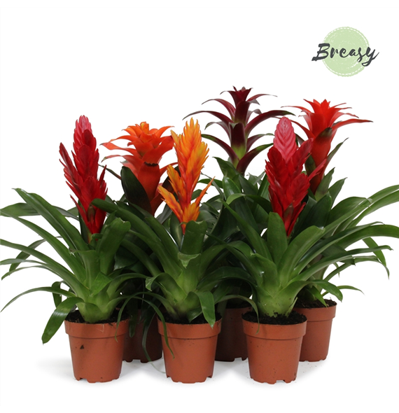 Bromelia Classic mix F00000102